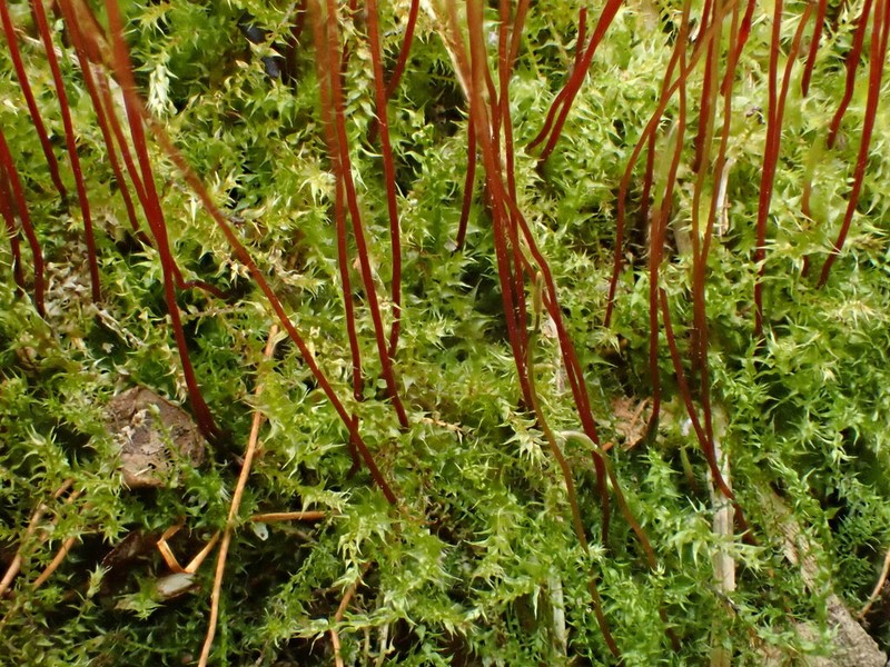 Campylium Moss photo 4