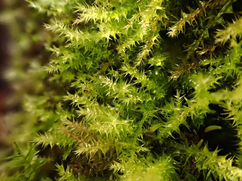Campylium Moss photo 5
