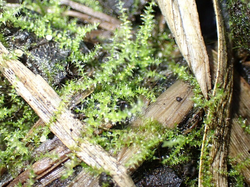 Campylium Moss photo 6