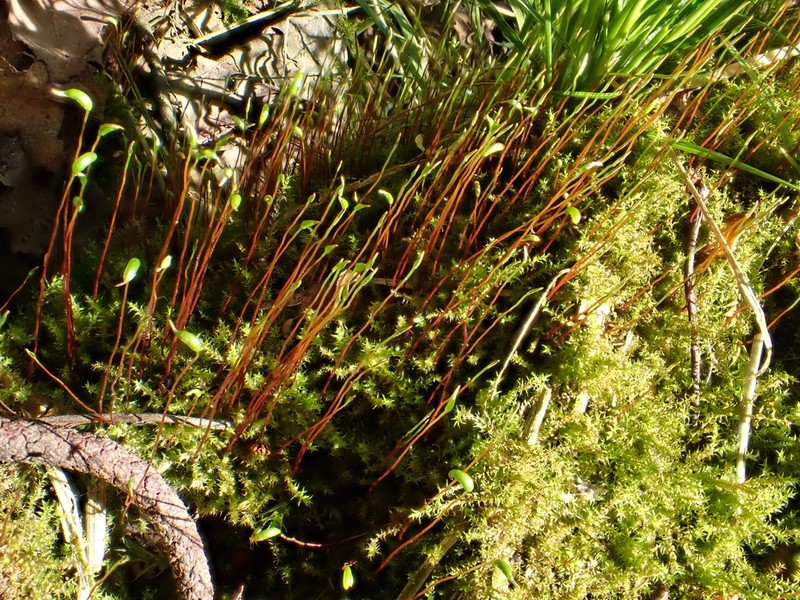 Campylium Moss photo 7