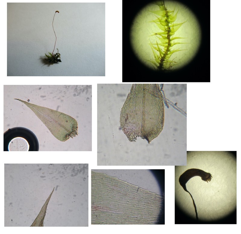 Campylium Moss photo 8