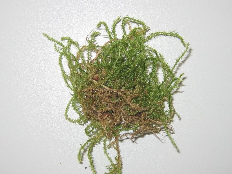 Star Campylium Moss