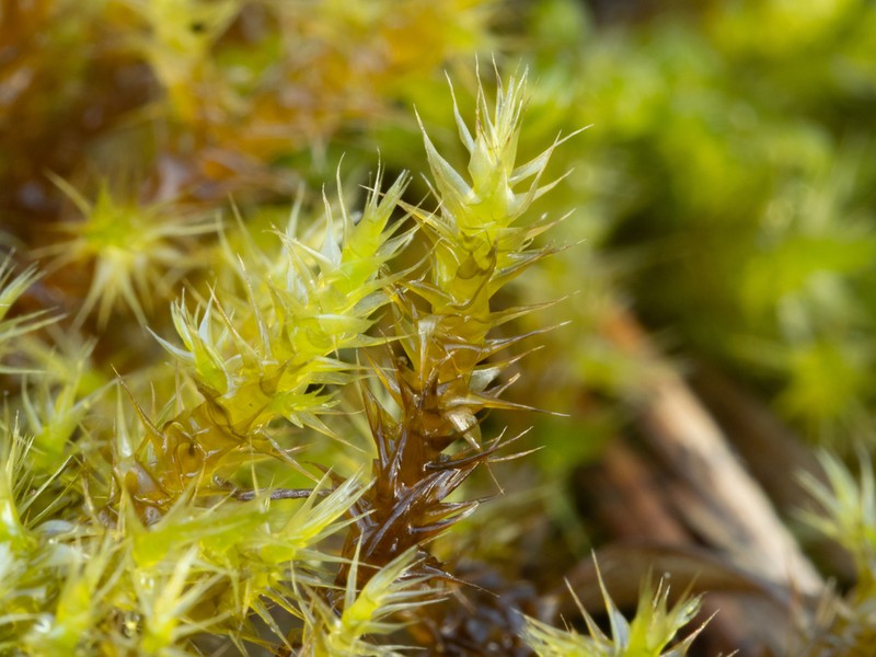 Star Campylium Moss photo 2