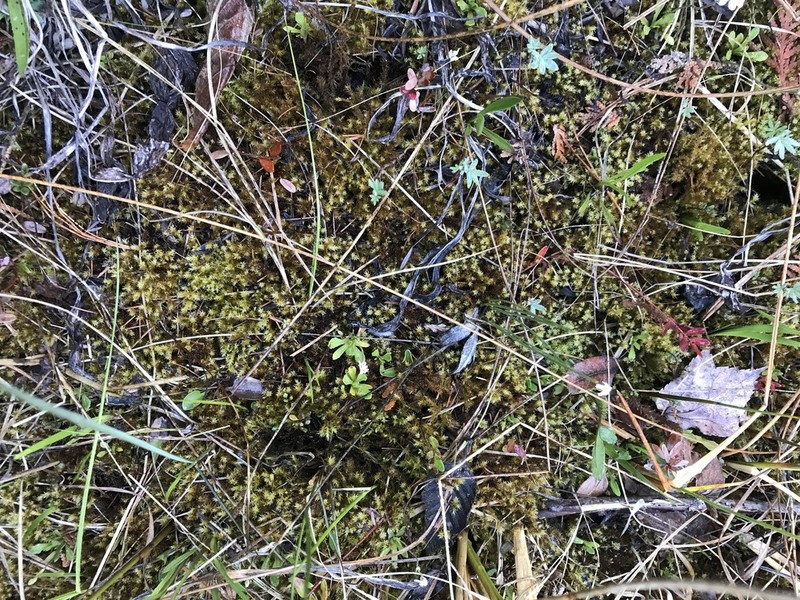 Star Campylium Moss photo 3