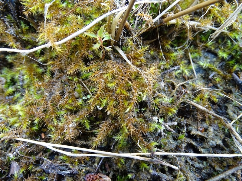 Star Campylium Moss photo 4