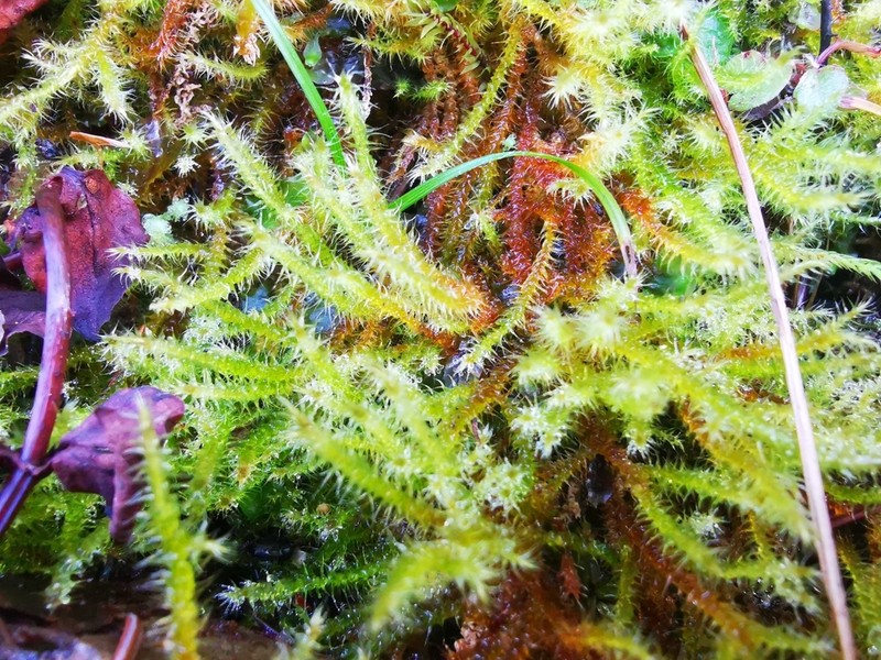 Star Campylium Moss photo 5