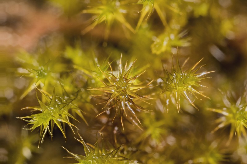 Star Campylium Moss photo 6