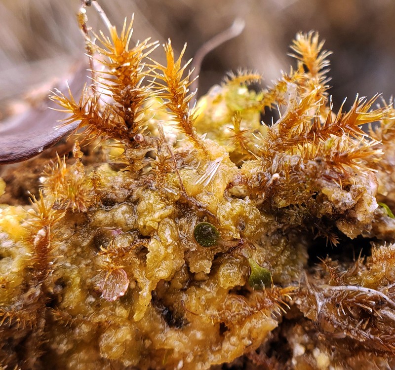 Star Campylium Moss photo 7