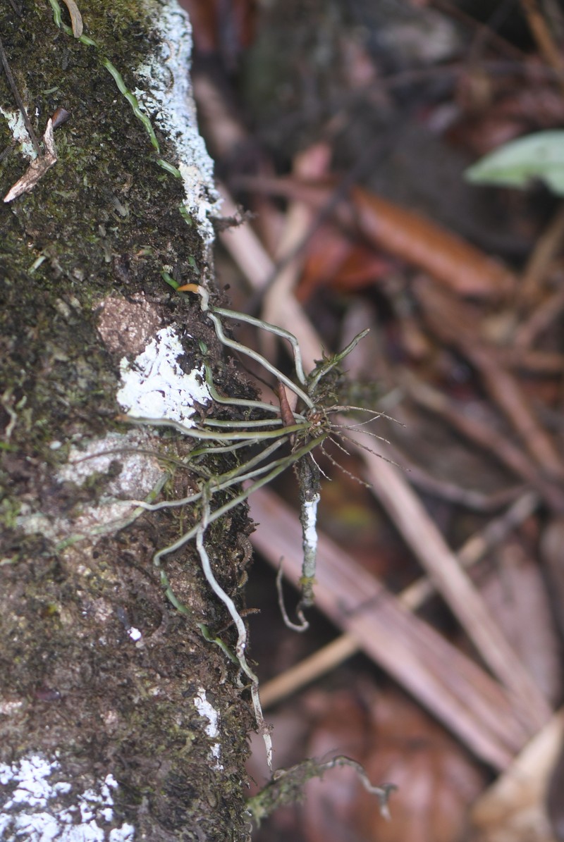 Arboreal Bentspur Orchid