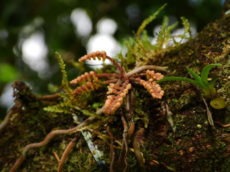 Arboreal Bentspur Orchid photo 2