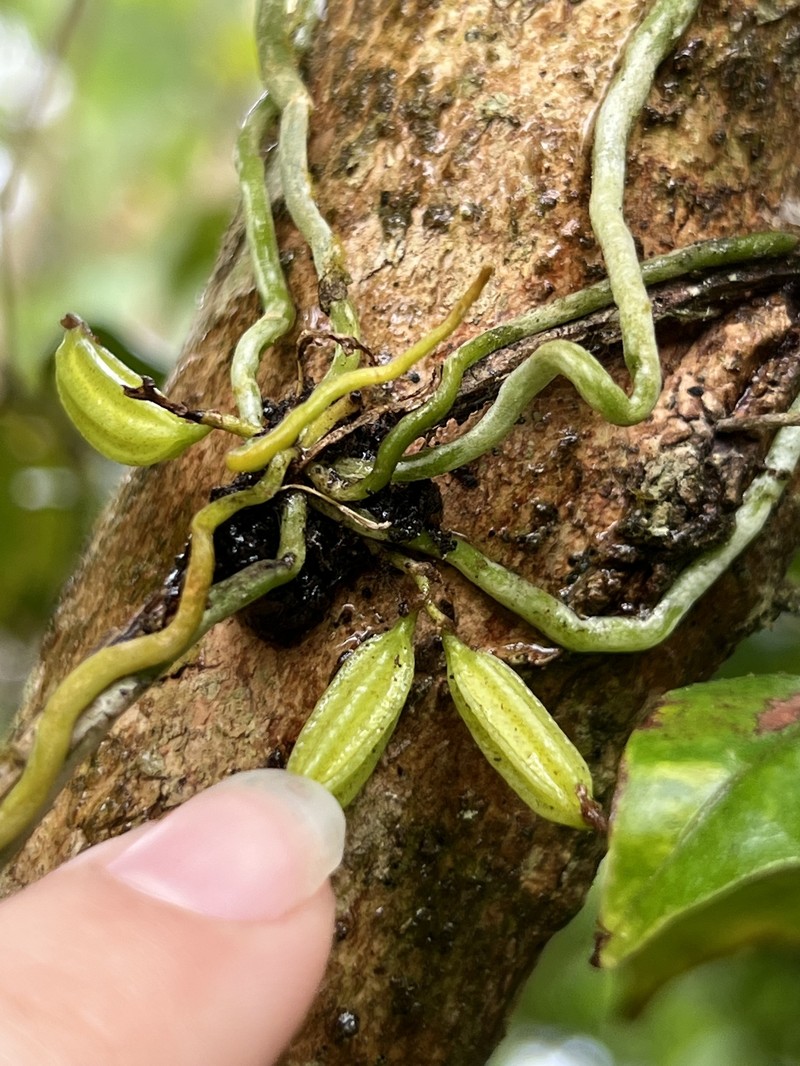 Arboreal Bentspur Orchid photo 3