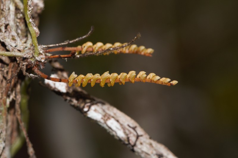 Arboreal Bentspur Orchid photo 4