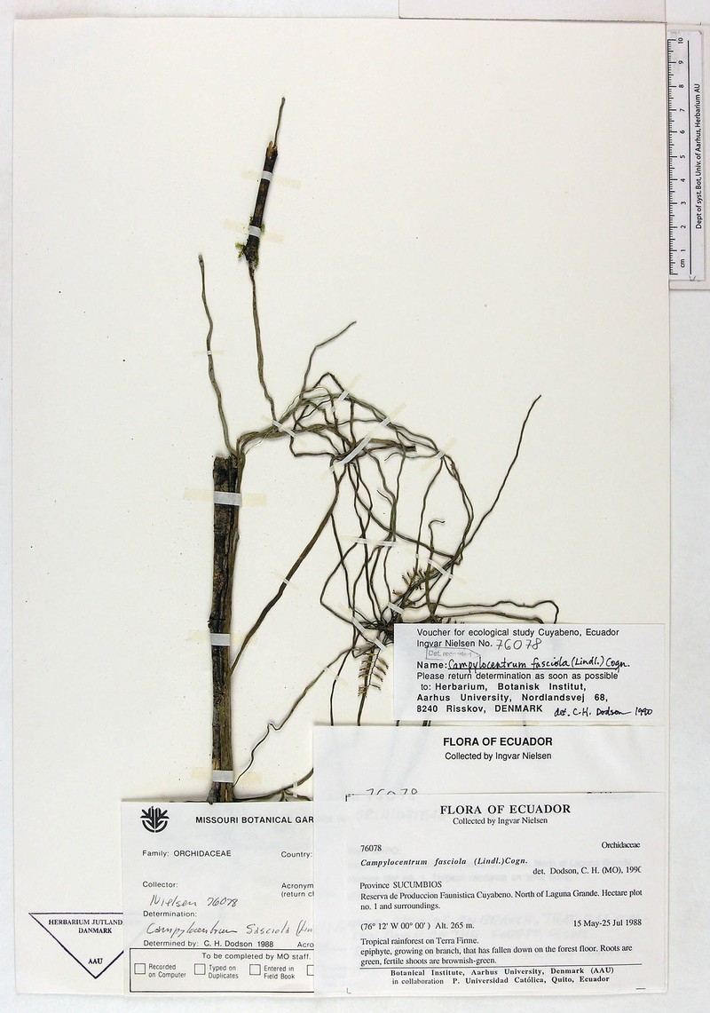 Arboreal Bentspur Orchid photo 6