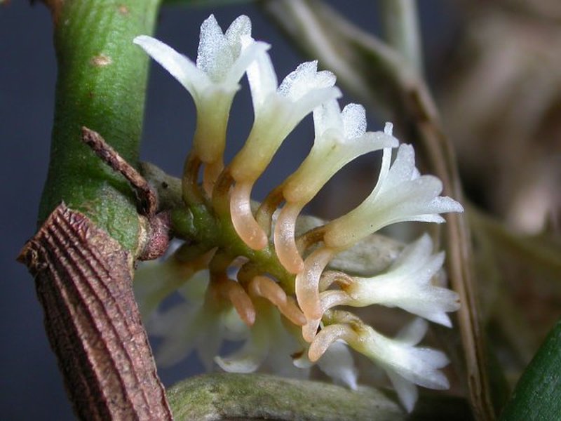 Fairy Bentspur Orchid