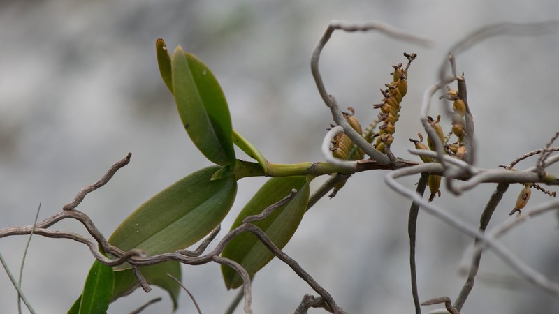 Fairy Bentspur Orchid photo 3