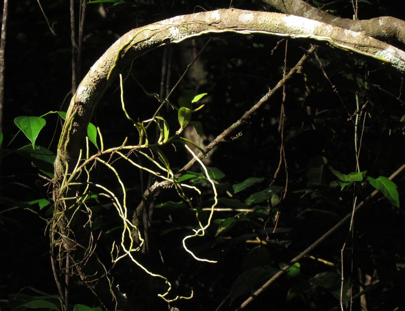 Fairy Bentspur Orchid photo 4