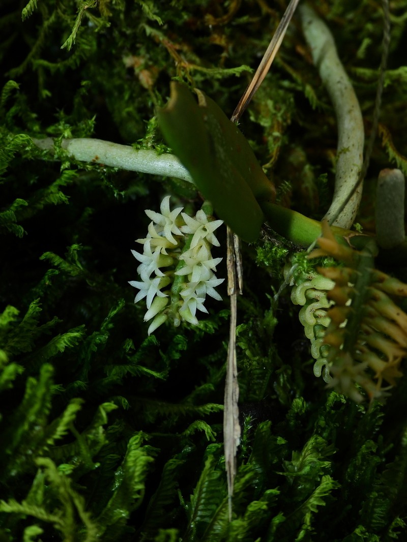 Fairy Bentspur Orchid photo 5