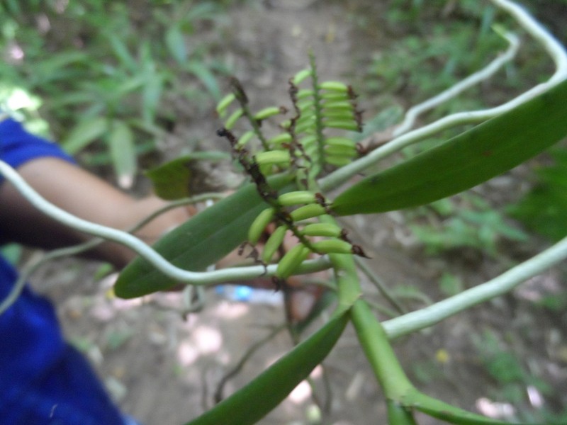 Fairy Bentspur Orchid photo 7