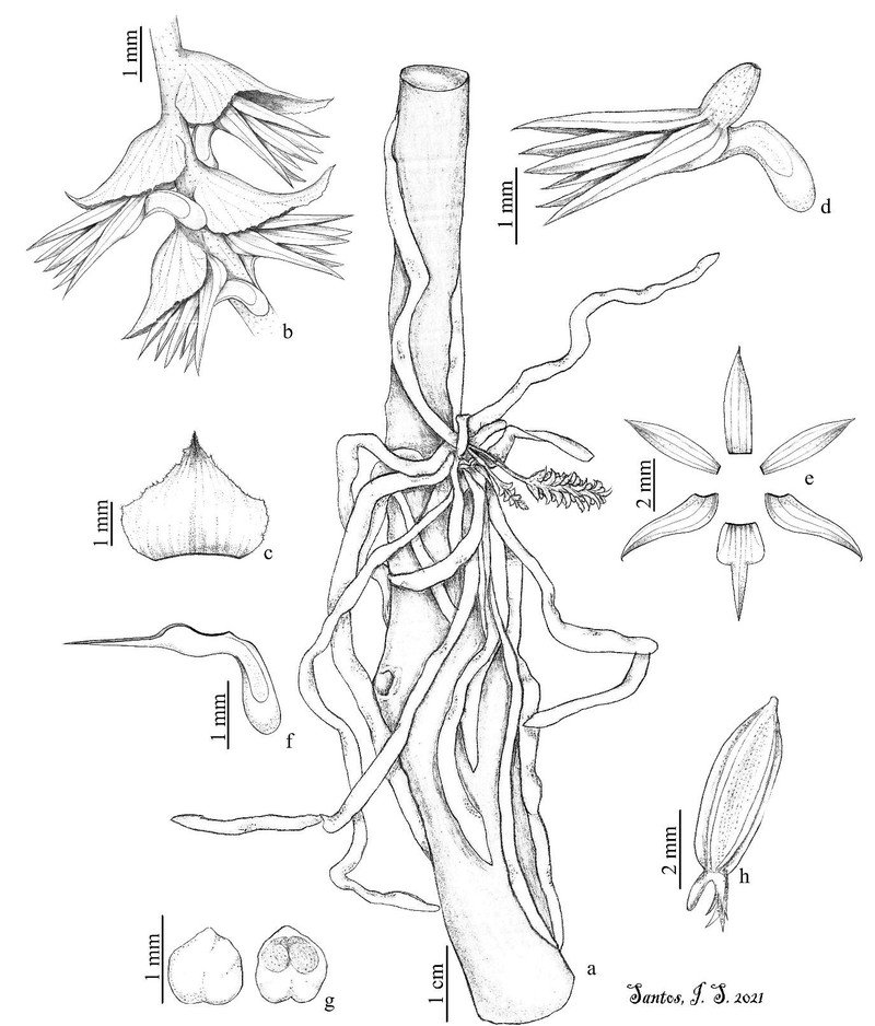 Leafless Bentspur Orchid