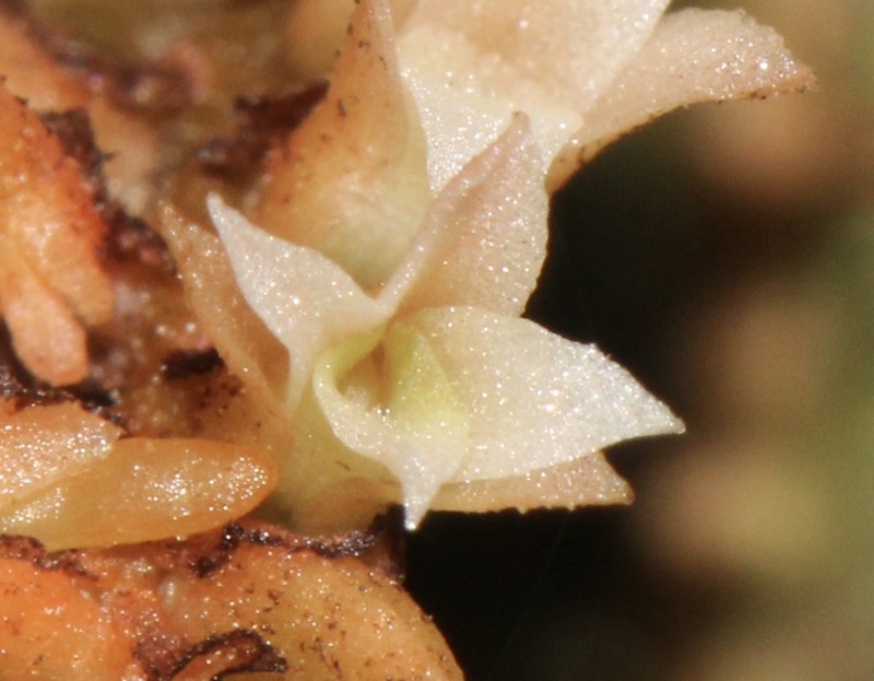 Leafless Bentspur Orchid