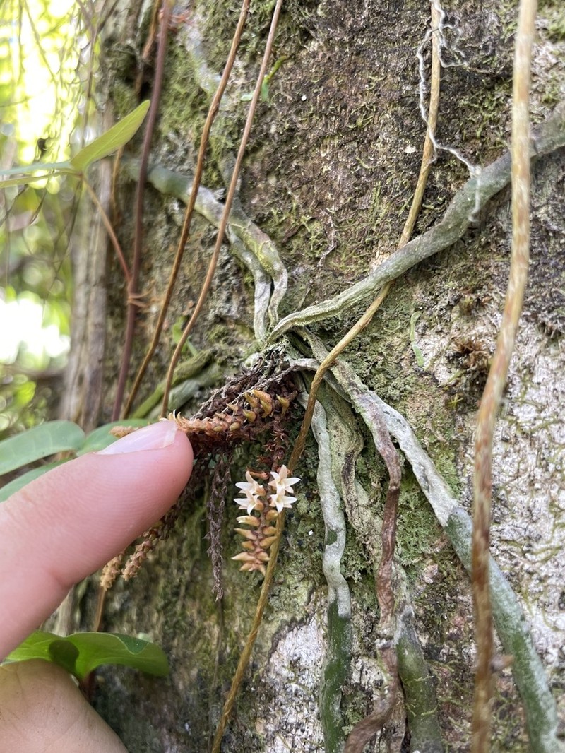 Leafless Bentspur Orchid photo 2