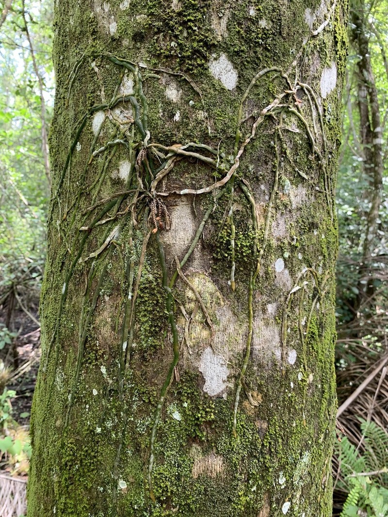 Leafless Bentspur Orchid photo 3