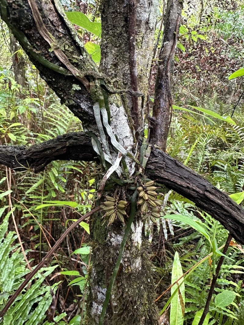 Leafless Bentspur Orchid photo 4
