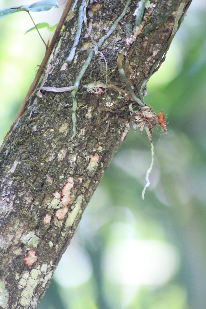 Leafless Bentspur Orchid photo 5