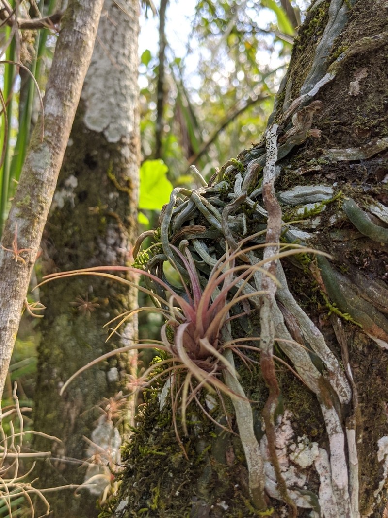 Leafless Bentspur Orchid photo 6