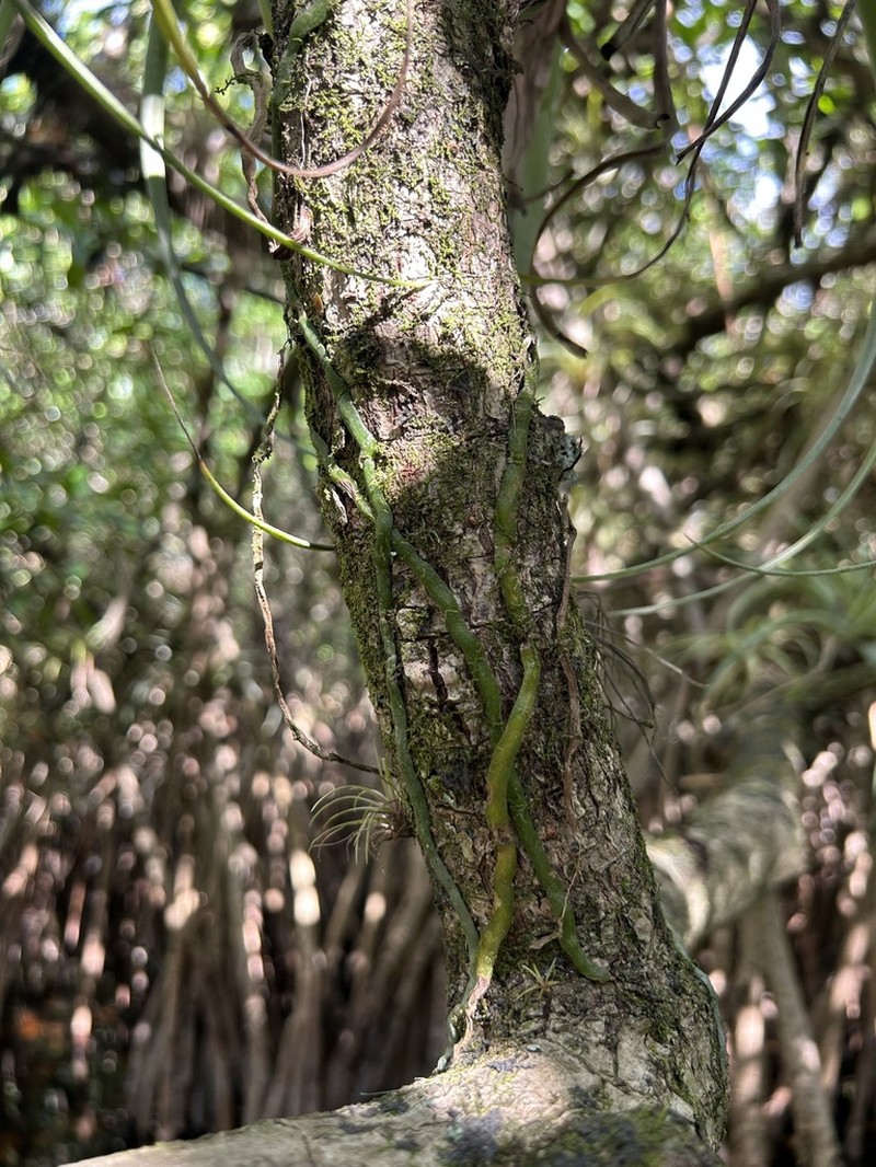 Leafless Bentspur Orchid photo 7