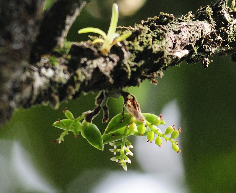 Pygmy Bentspur Orchid