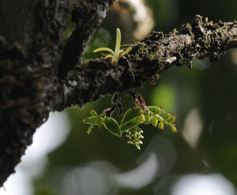 Pygmy Bentspur Orchid photo 2