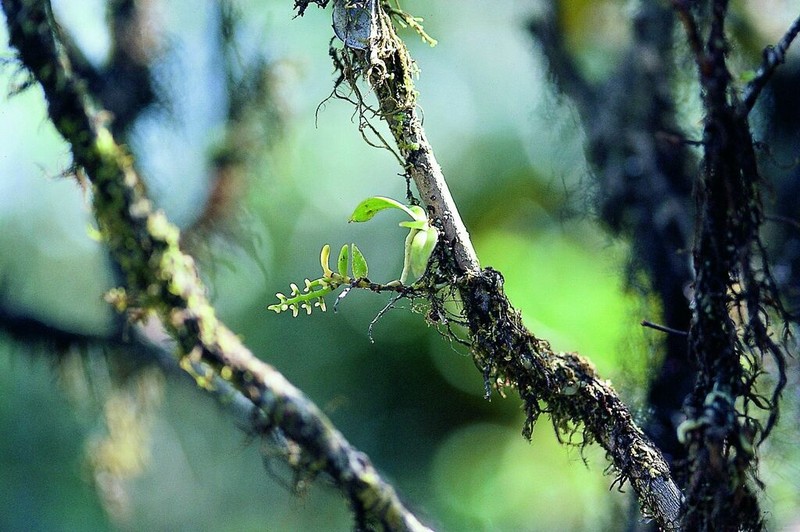 Pygmy Bentspur Orchid photo 3