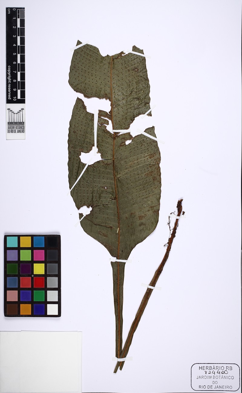 Campyloneurum abruptum
