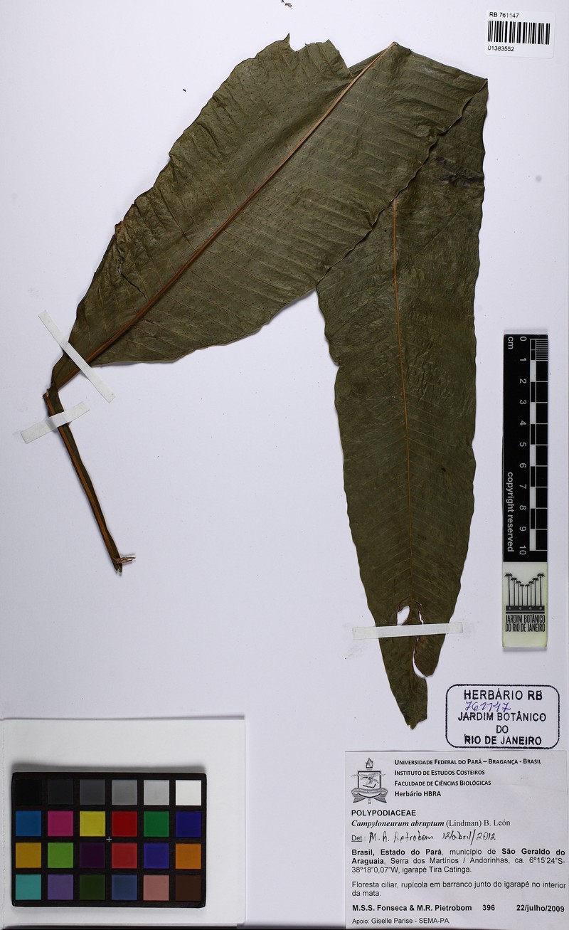 Campyloneurum abruptum photo 2