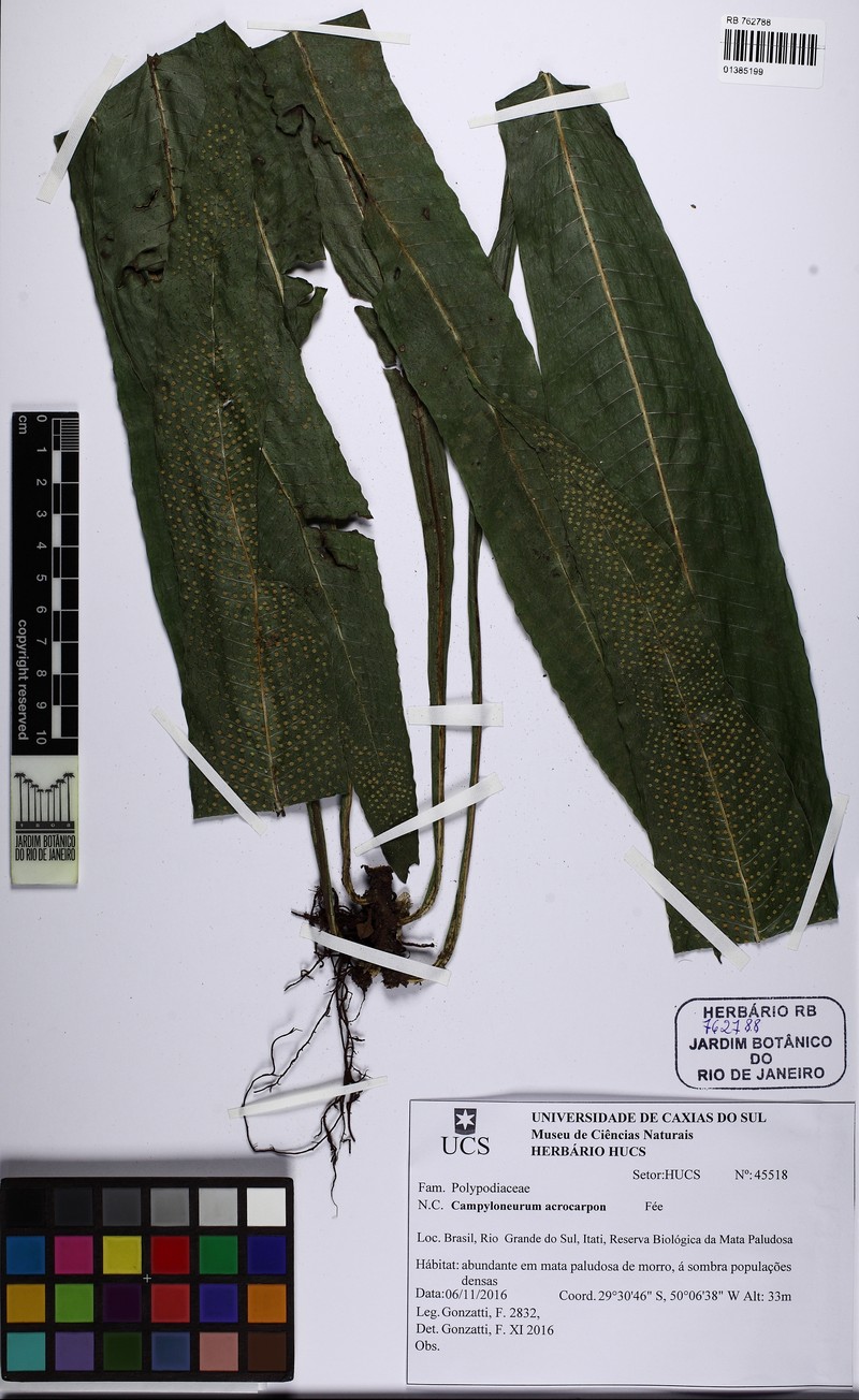 Campyloneurum acrocarpon