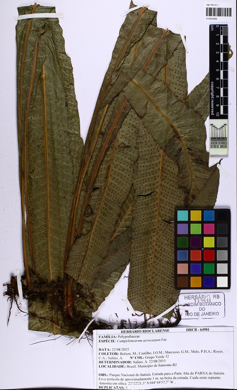 Campyloneurum acrocarpon photo 2