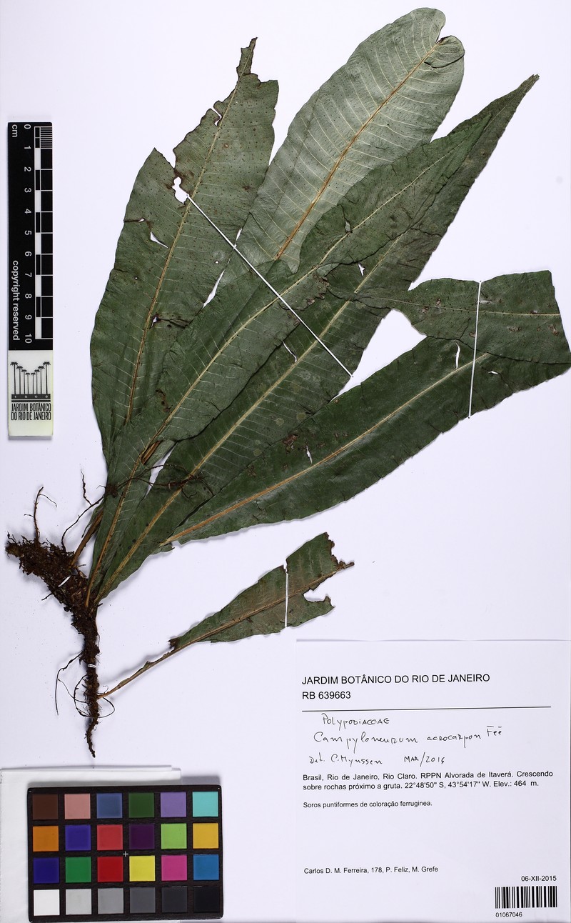Campyloneurum acrocarpon photo 3