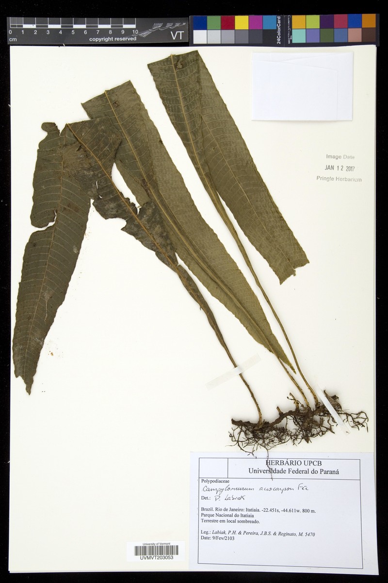 Campyloneurum acrocarpon photo 4