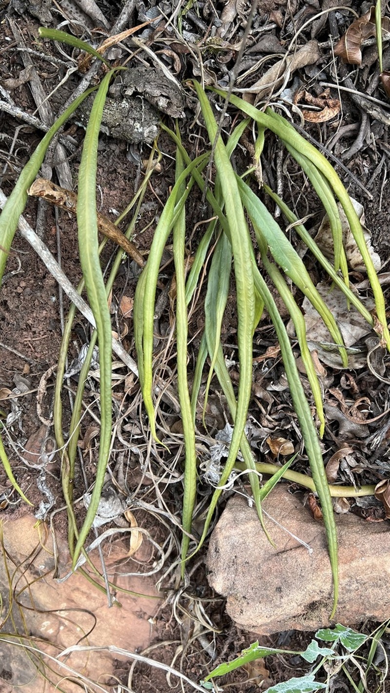 Campyloneurum aglaolepis photo 2