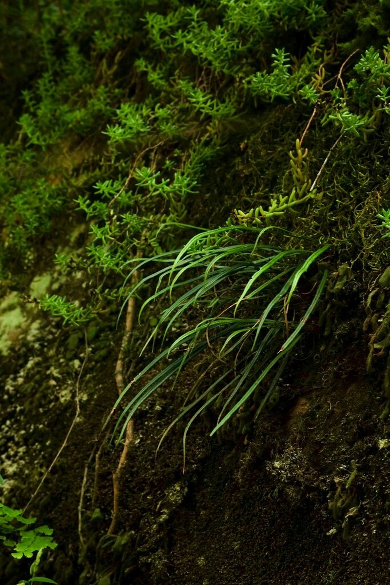 Campyloneurum aglaolepis photo 4