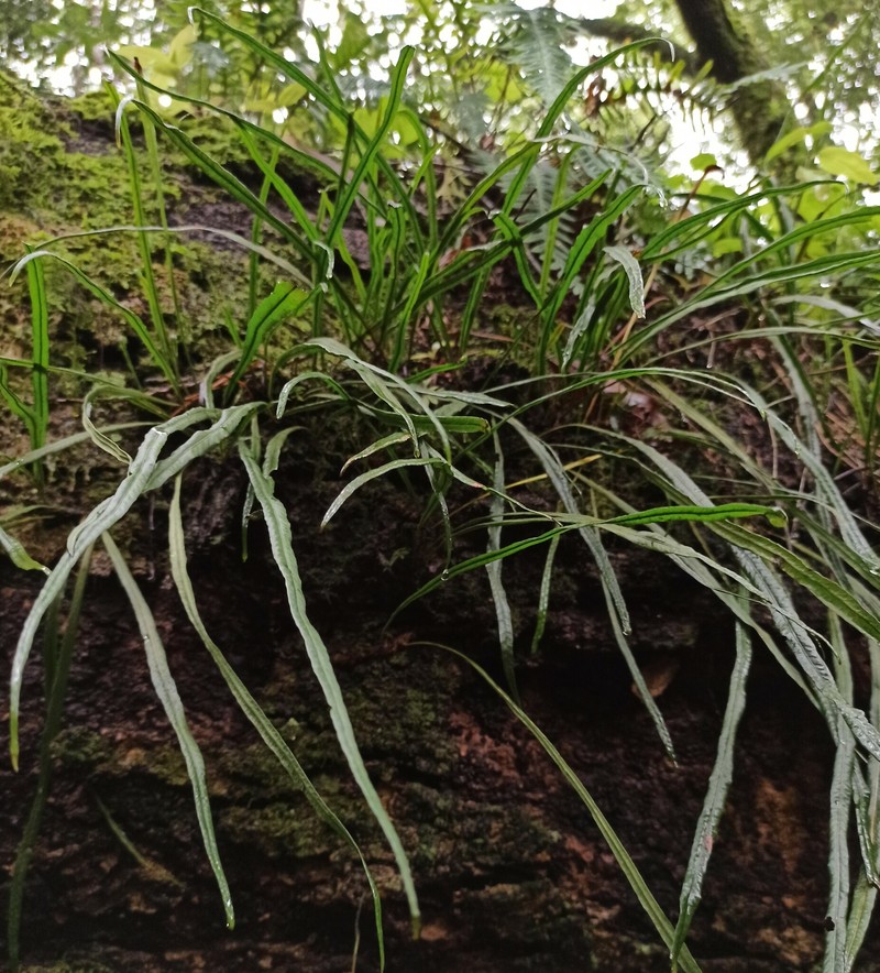 Campyloneurum aglaolepis photo 5