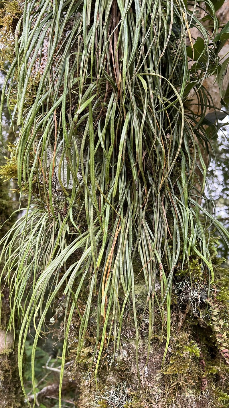 Campyloneurum aglaolepis photo 6