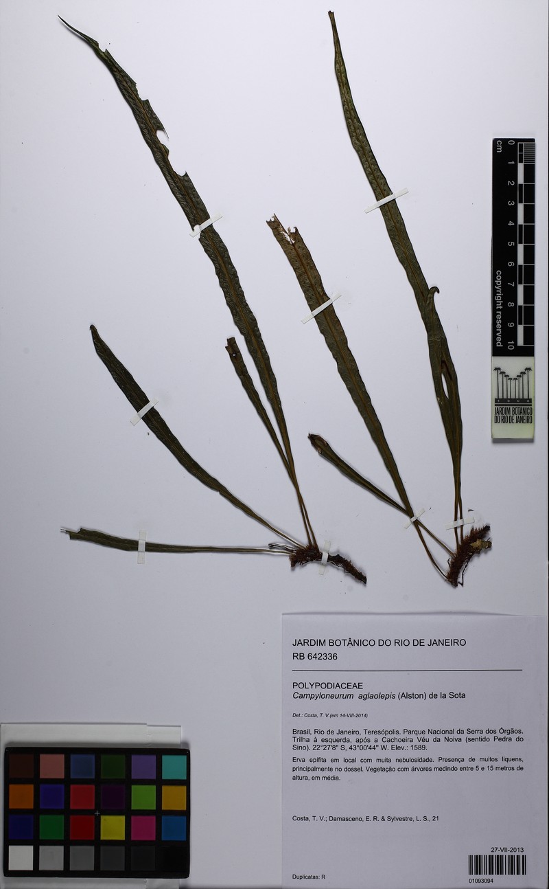 Campyloneurum aglaolepis photo 8