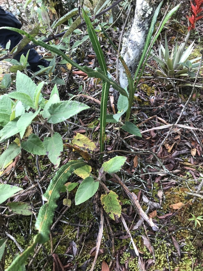Campyloneurum amphostenon