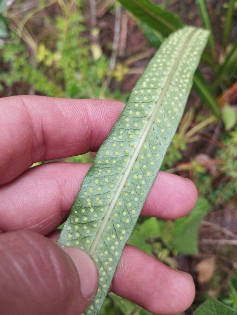 Campyloneurum amphostenon photo 2