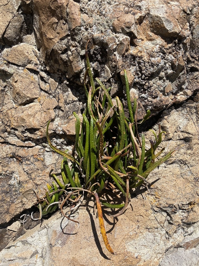 Campyloneurum amphostenon photo 3