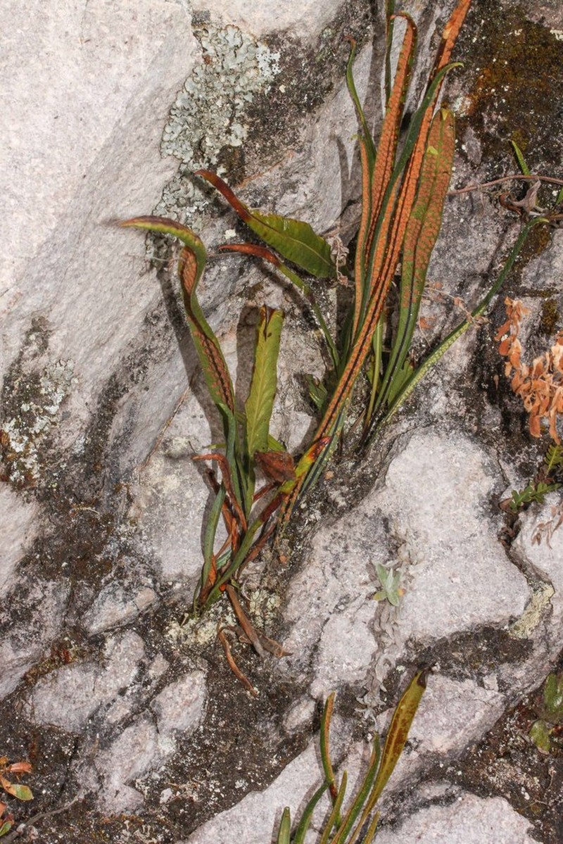 Campyloneurum amphostenon photo 4