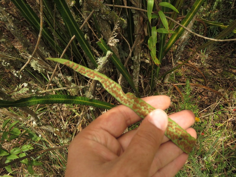 Campyloneurum amphostenon photo 5