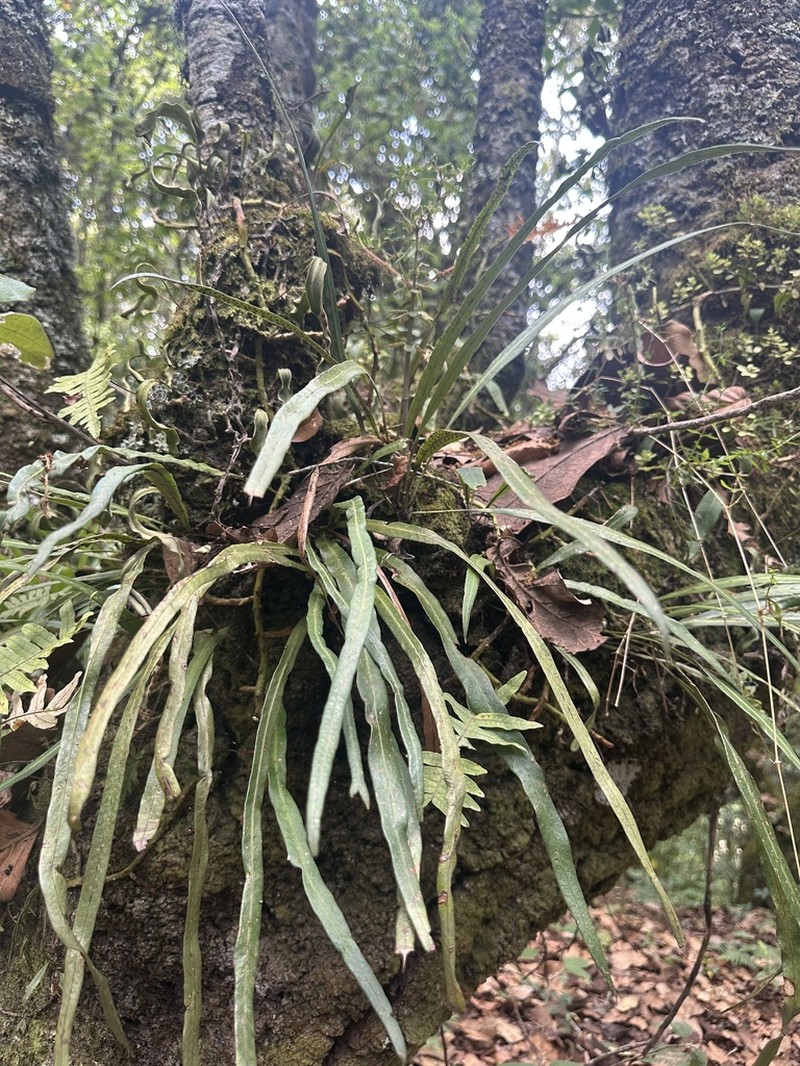 Campyloneurum amphostenon photo 6